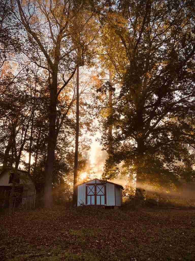 storage shed in front of large trees